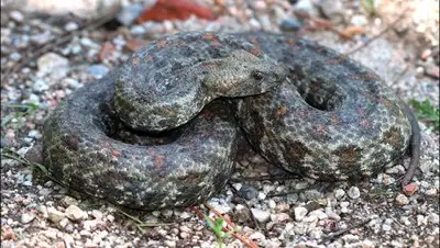 предоставлено Лоиком Набиевым, фото - Новости Zakon.kz от 27.08.2018 17:49