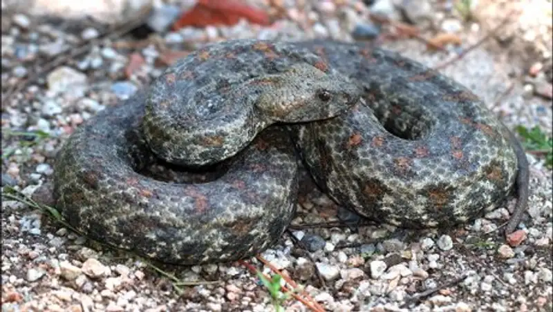 Зачем таджикистанские ученые начали доить змей