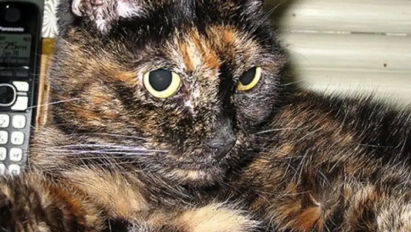 В США на 28-м году жизни умерла старейшая кошка мира