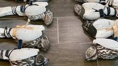 Вывезти краснокнижных соколов пыталась международная группировка , фото - Новости Zakon.kz от 27.09.2023 08:44