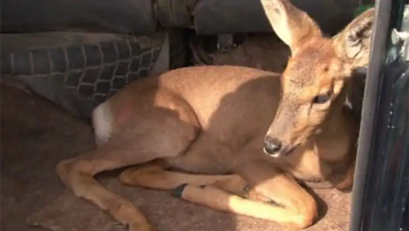 В Восточно-Казахстанской области спасли детеныша косули