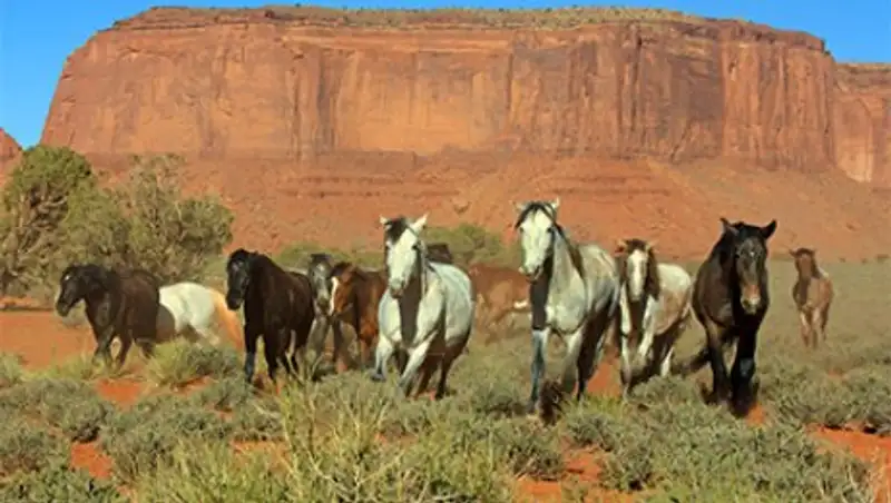 В США убьют 45 тысяч диких лошадей для расширения пастбищ