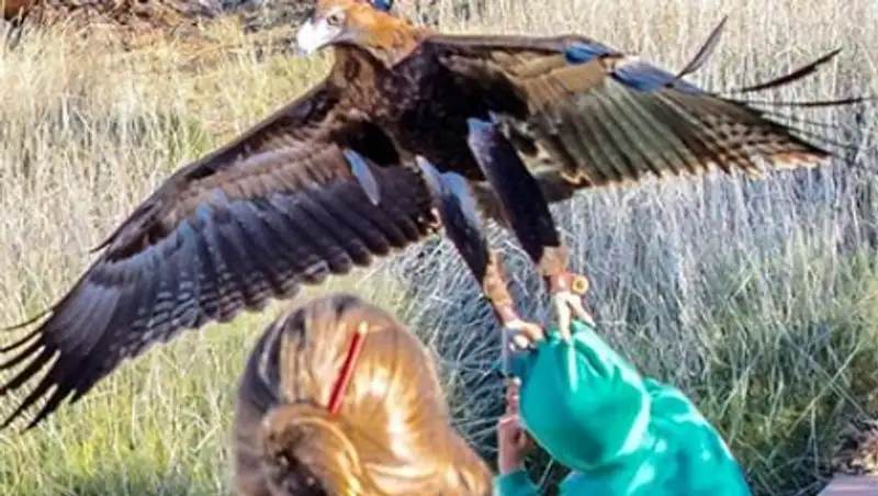 Орел попытался утащить мальчика в Австралии