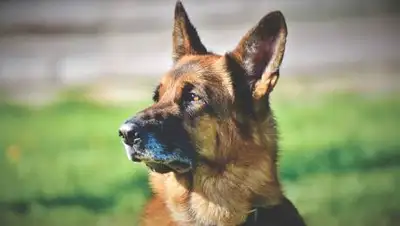 pixabay.com, фото - Новости Zakon.kz от 02.10.2021 10:11