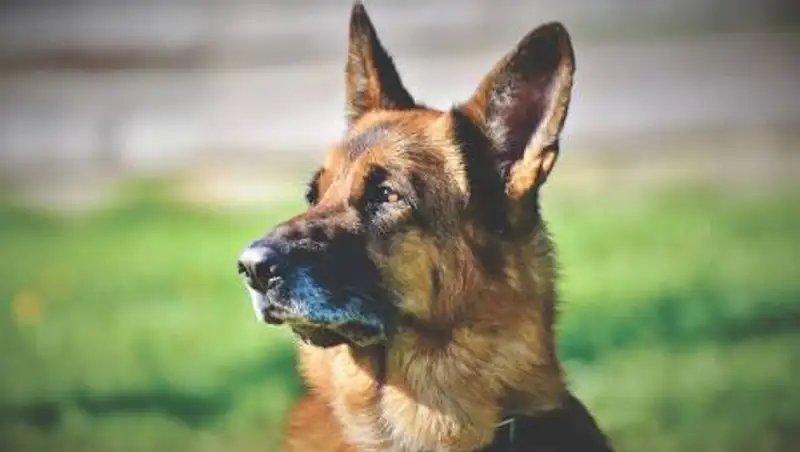 В Нур-Султане полицейский пес нашел пропавшую 16-летнюю девушку