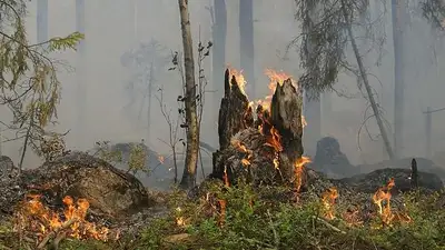 лес, фото - Новости Zakon.kz от 06.07.2023 23:29