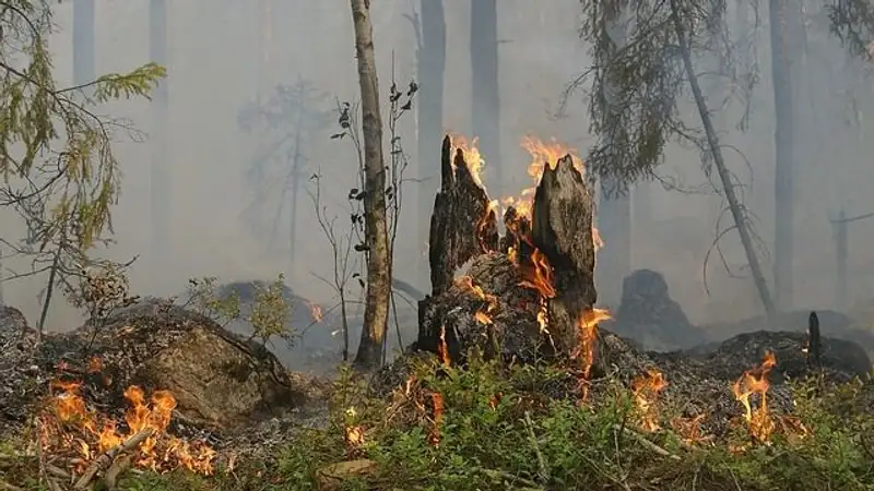 В Павлодарской области в лесничестве разгорелся крупный пожар