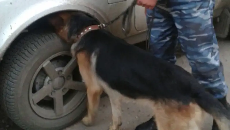 В СКО в прошлом году служебные собаки помогли раскрыть 579 преступлений