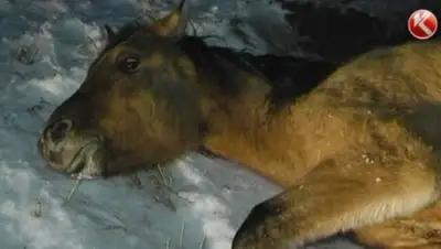 Zakon.kz, фото - Новости Zakon.kz от 09.12.2015 06:39