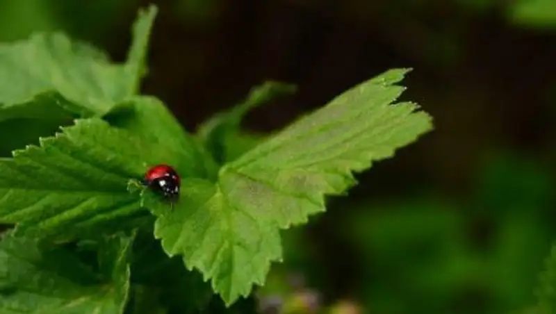 Штрафы за загрязнение окружающей среды увеличат в 10 раз
