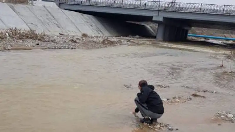 В районе цементного завода в Шымкенте массово гибнет рыба