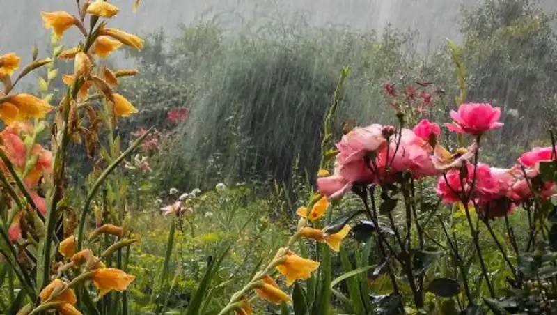 6 июля на большей части Казахстана сохраняются дожди с грозами