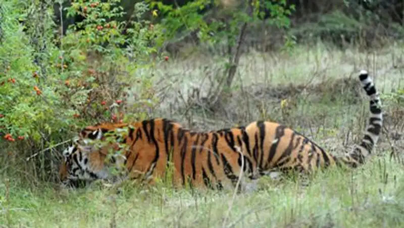 Тигр Устин убежал в Китай вслед за путинским Кузей