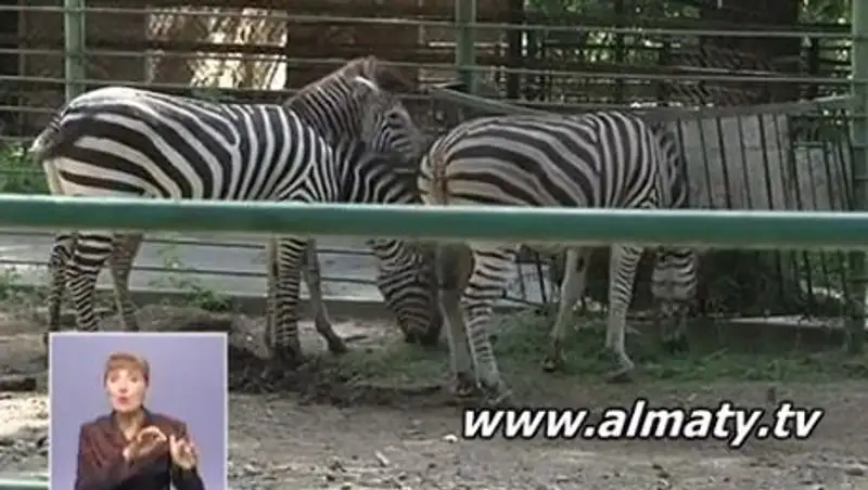 Жирафа и зебру из зоопарка Алматы отдали под опеку горожан