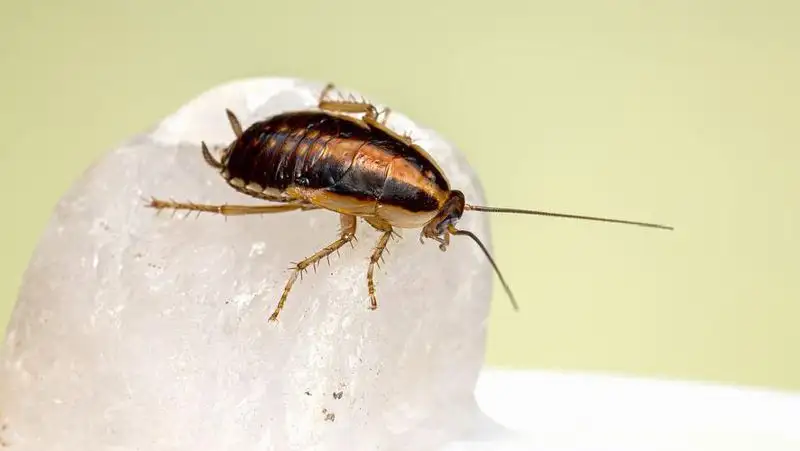 Вредоносные насекомые атакуют дома алматинцев