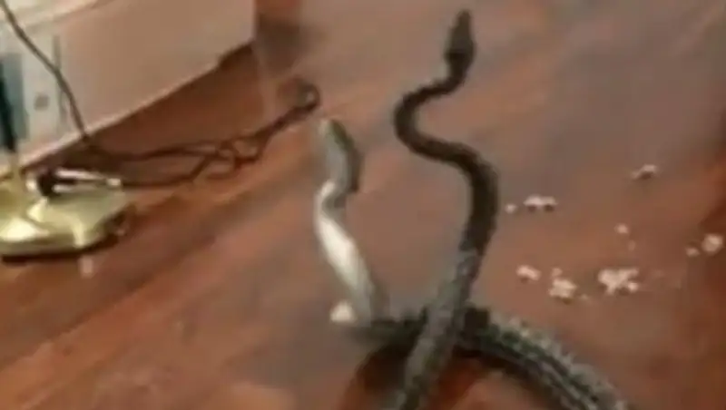 Дерущиеся змеи упали с потолка спальни