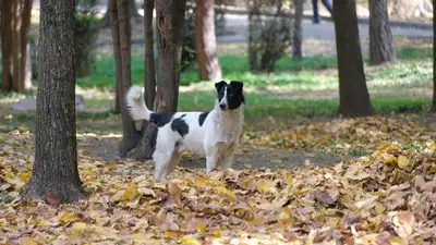 бездомные собаки, фото - Новости Zakon.kz от 26.09.2023 00:16