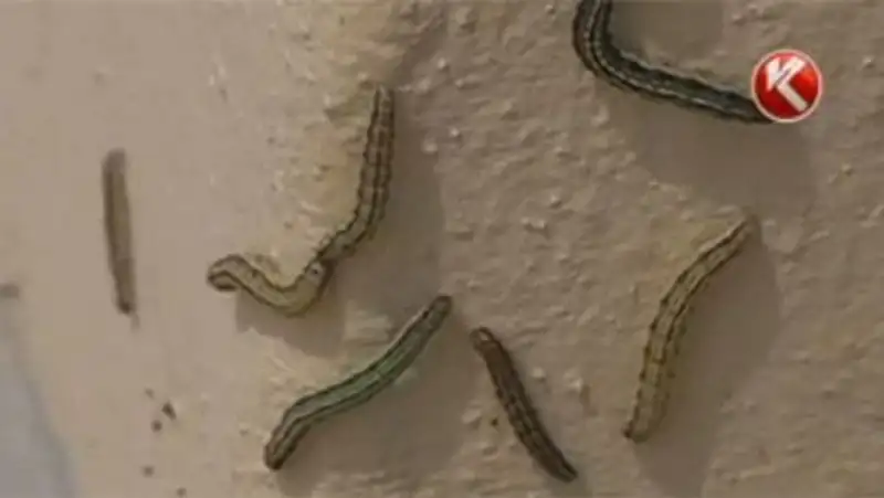 Поселки под Усть-Каменогорском атаковали прожорливые гусеницы