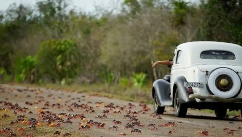 Берега Кубы заполонили миллионы крабов