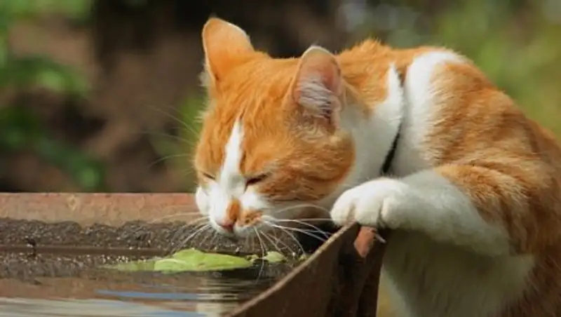 На юге Казахстана ожидается сильная жара до 42 градусов 