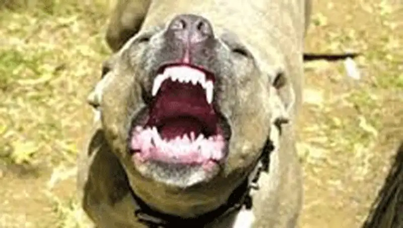 В Караганде женщина натравила на полицейских собаку, фото - Новости Zakon.kz от 14.11.2013 00:48