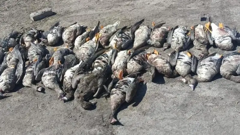 Сотрудника полиции задержали за незаконную охоту в СКО