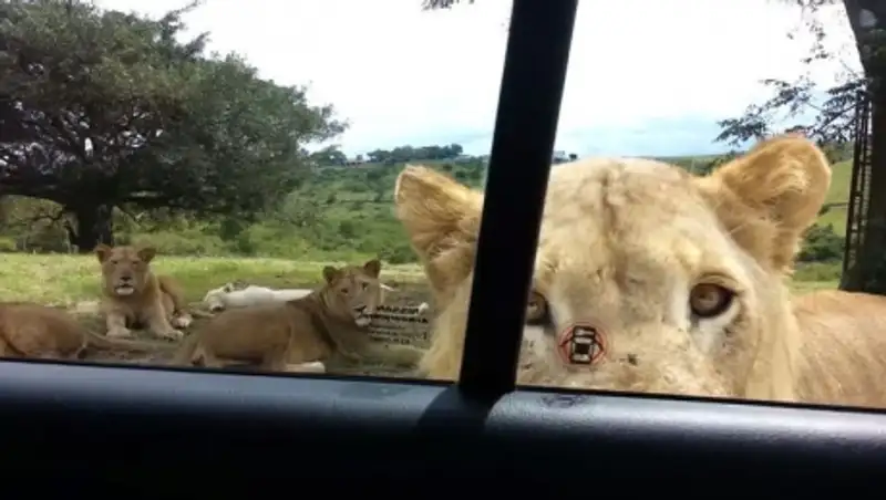 В Африке лев напугал туристов, открыв зубами дверь