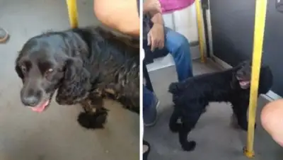 ktv-ray.ru, фото - Новости Zakon.kz от 26.08.2019 06:36