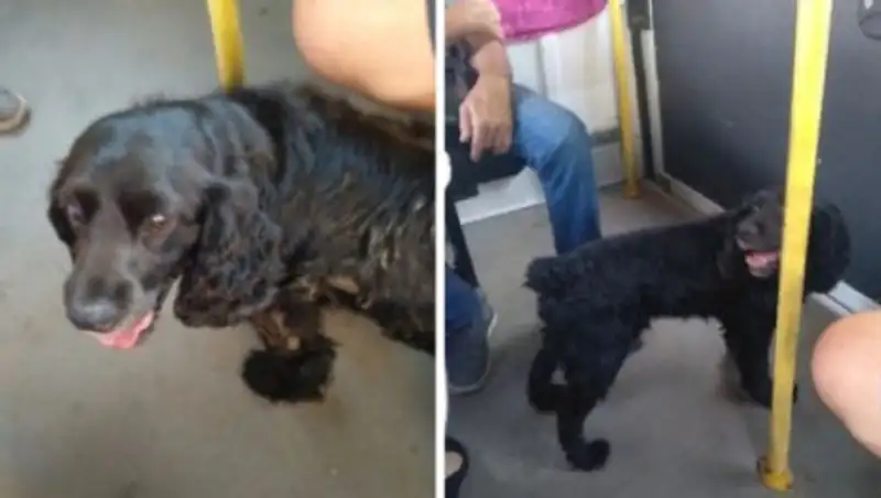 В России пес катался на автобусах в поисках хозяики