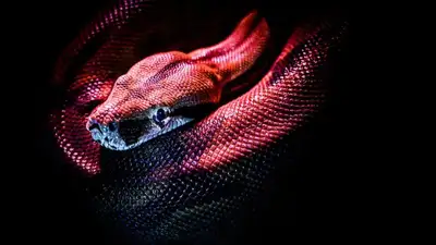 Жительница Костаная обнаружила змею в ванной, фото - Новости Zakon.kz от 21.10.2022 13:11