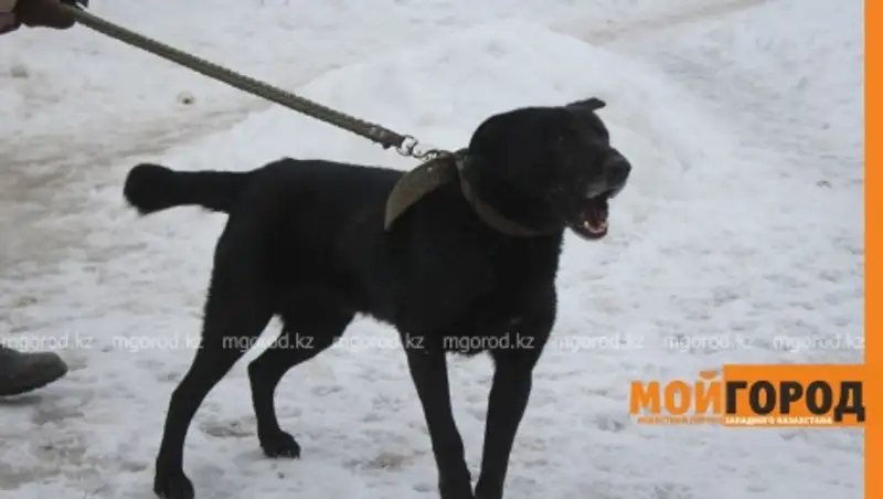 Хозяйка собаки в поселке Мичурино ЗКО, откусившей ухо девочке, готова ее усыпить