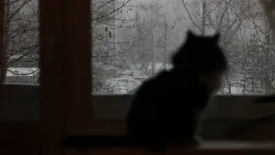 Pixabay, фото - Новости Zakon.kz от 26.11.2020 21:24