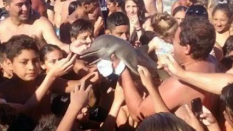В Аргентине курортники до смерти замучали дельфина ласками и селфи