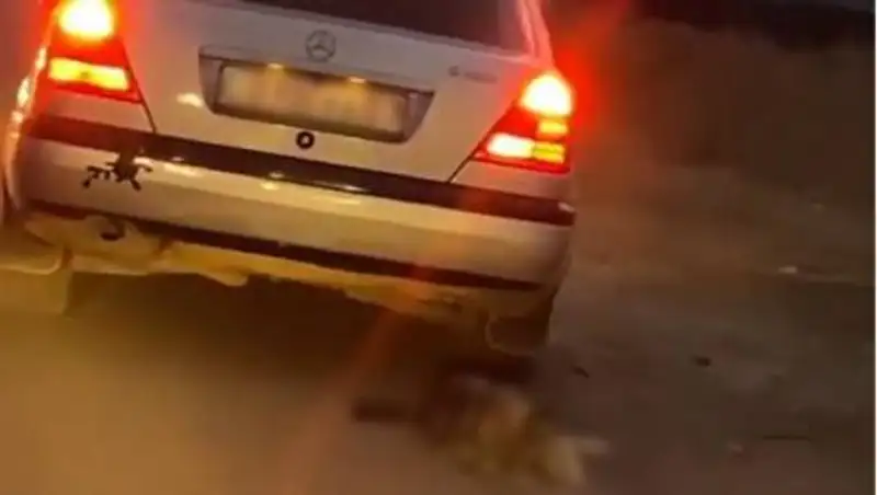 Привязал собаку к машине и тащил по дороге житель Уральска