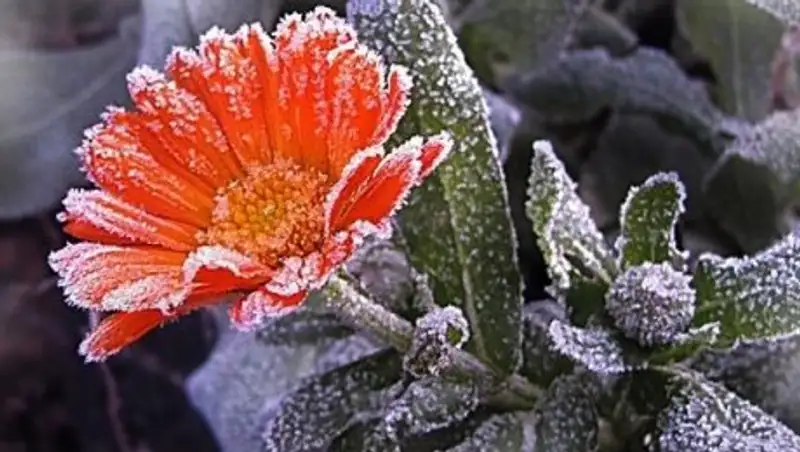 Ночные заморозки на севере РК пока сохранятся