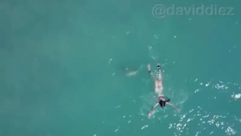 Попытку нападения акулы на ныряльщицу сняли с воздуха
