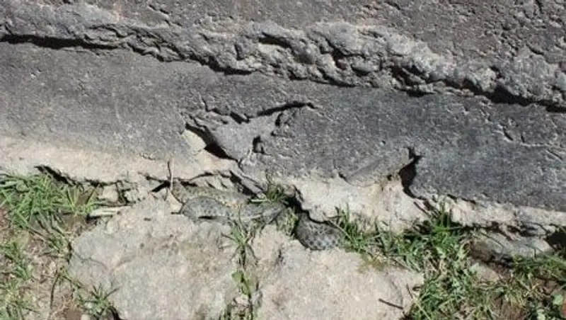 В Кыргызстане закрыли сельскую школу из-за нашествия змей