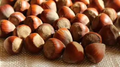 орех, фото - Новости Zakon.kz от 16.04.2022 16:35