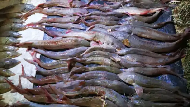 Осетров на девять миллионов тенге изъяли у браконьеров в Павлодарской области