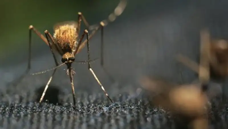 У россиянки после укуса комара под кожей поселился червь