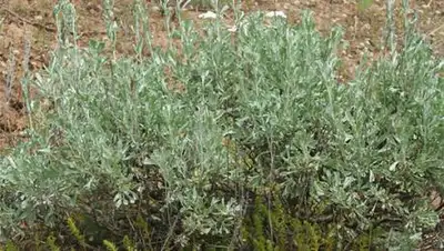 beaplanet.ru, фото - Новости Zakon.kz от 20.01.2021 15:41