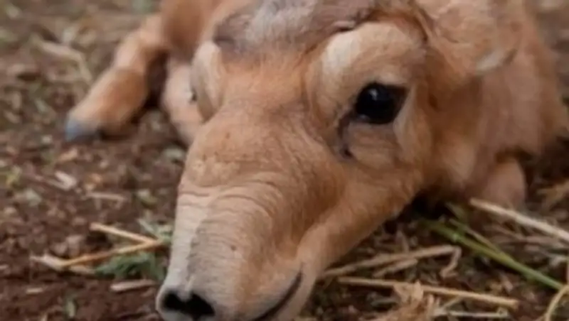 Число павших сайгаков превысило 2,5 тыс в Костанайской области - ДЧС