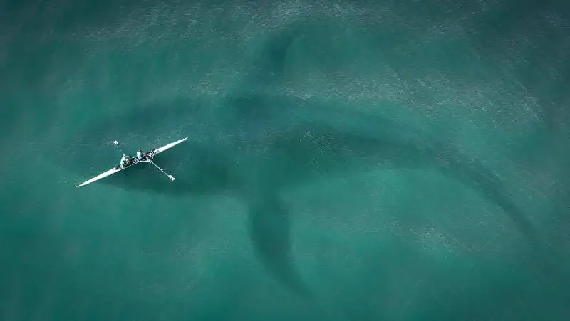 Редкие окаменелости мегалодона обнаружили на юге Турции