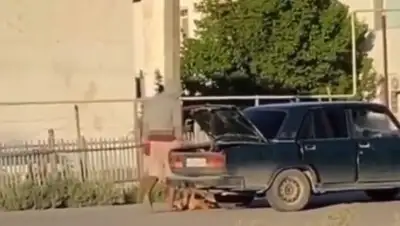 кадр из видео, фото - Новости Zakon.kz от 11.08.2020 17:16