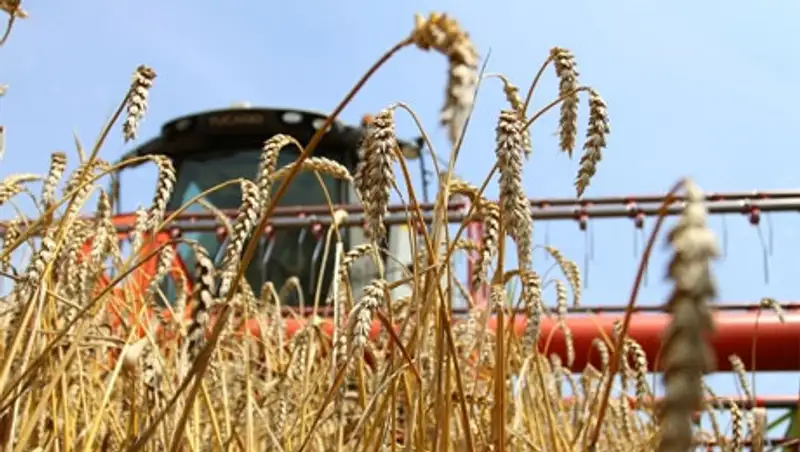 В Казахстане урожайность зерновых культур в 2014 году  прогнозируется на уровне 11 ц/га