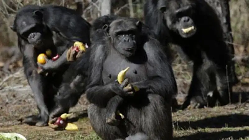 Суд Нью-Йорка рассмотрит право шимпанзе на личную свободу