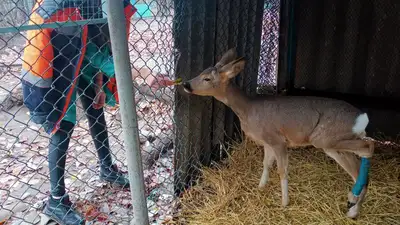 Спасение косули, Павлодар, Семей, ветеринары, Казахстан, областной детский биологический центр Семея , фото - Новости Zakon.kz от 02.11.2023 13:53