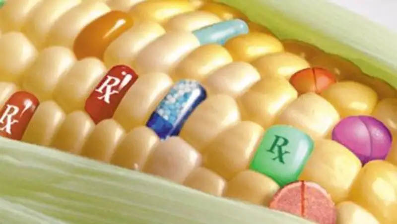 Россия запретит ввоз и производство продуктов с ГМО