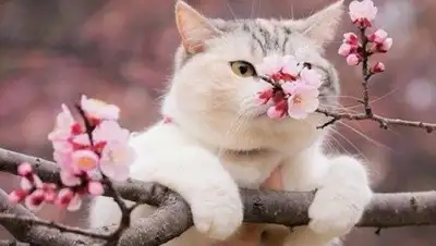 Zakon.kz, фото - Новости Zakon.kz от 28.03.2017 16:50