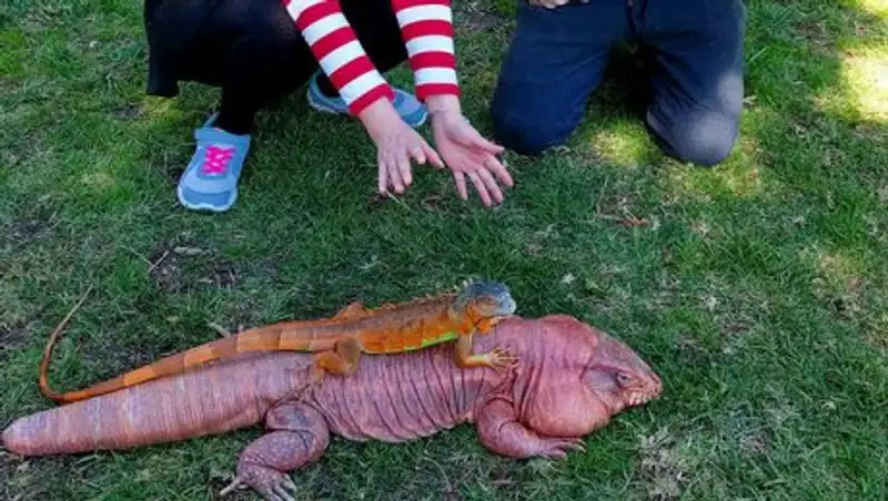 Ящерица МаГайвер размером с собаку стала настоящей звездой Интернета